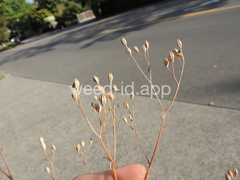 nipplewort